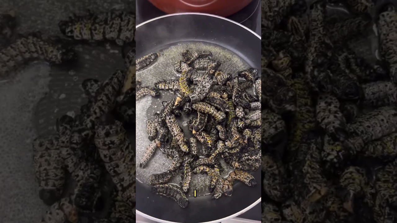 How to cook mopane worms 🐛🐛🐛🐛🐛🐛🐛🐛