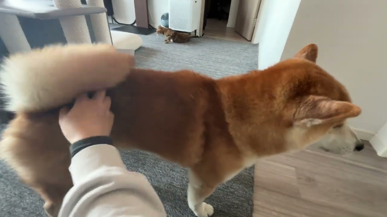 Heartfelt Welcome Home From My Shiba Inu 🐕❤️