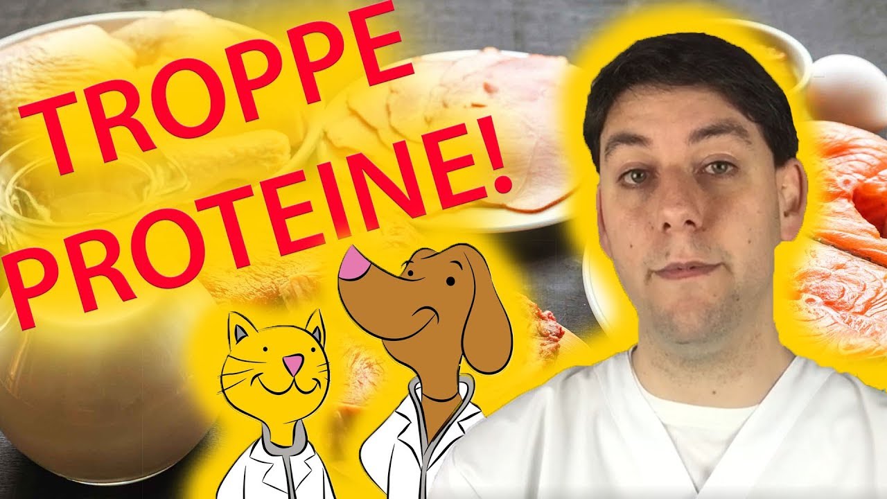 TROPPE PROTEINE fanno male al cane e al gatto?
