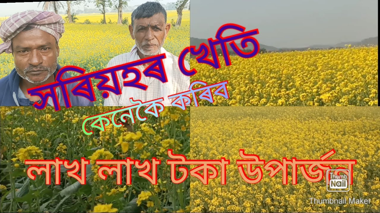 কেনেকৈ কৰিব সৰিয়হৰ খেতি/Mustard Oil Farming/লাখ লাখ টকা উপাৰ্জন/Assamese Vlog/কি সাৰ ব্যবহাৰ হয
