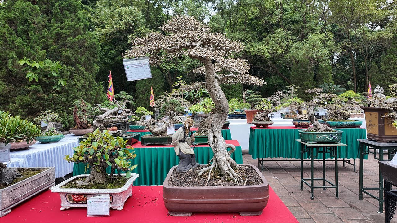 Triển Lãm Cây Cảnh Sơn Tây, Hà Nội 2025  Rất Nhiều Cây Đẹp