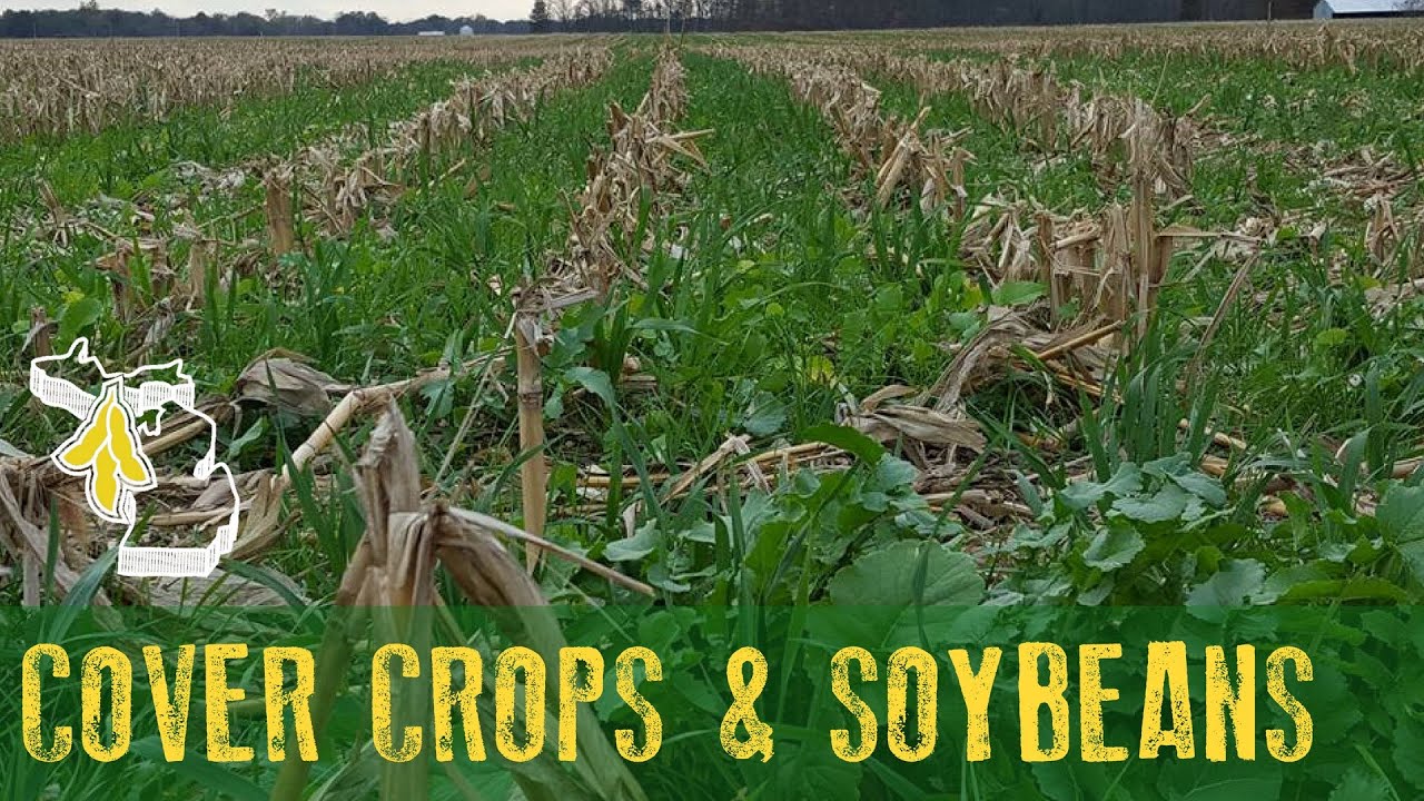 Interaction Between Cover Crops & Soybeans