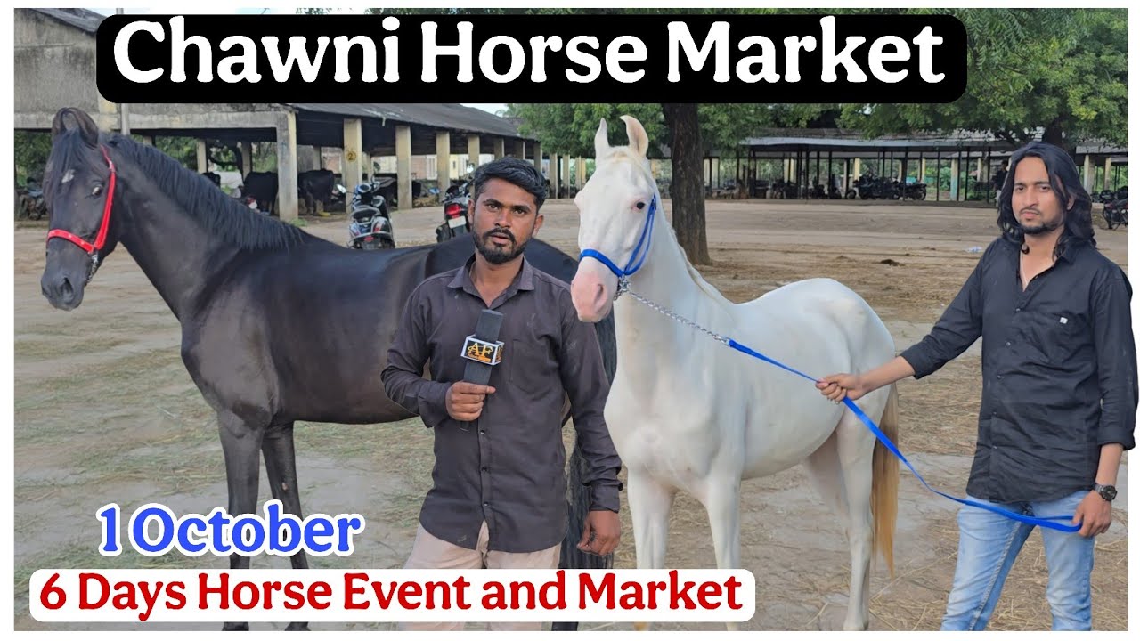 Chawni Horse Market Update 1 oct | Khubsurat Ghode 