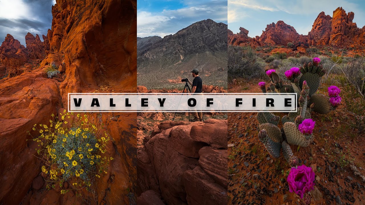 Capturing the Beauty of Desert Wildflowers