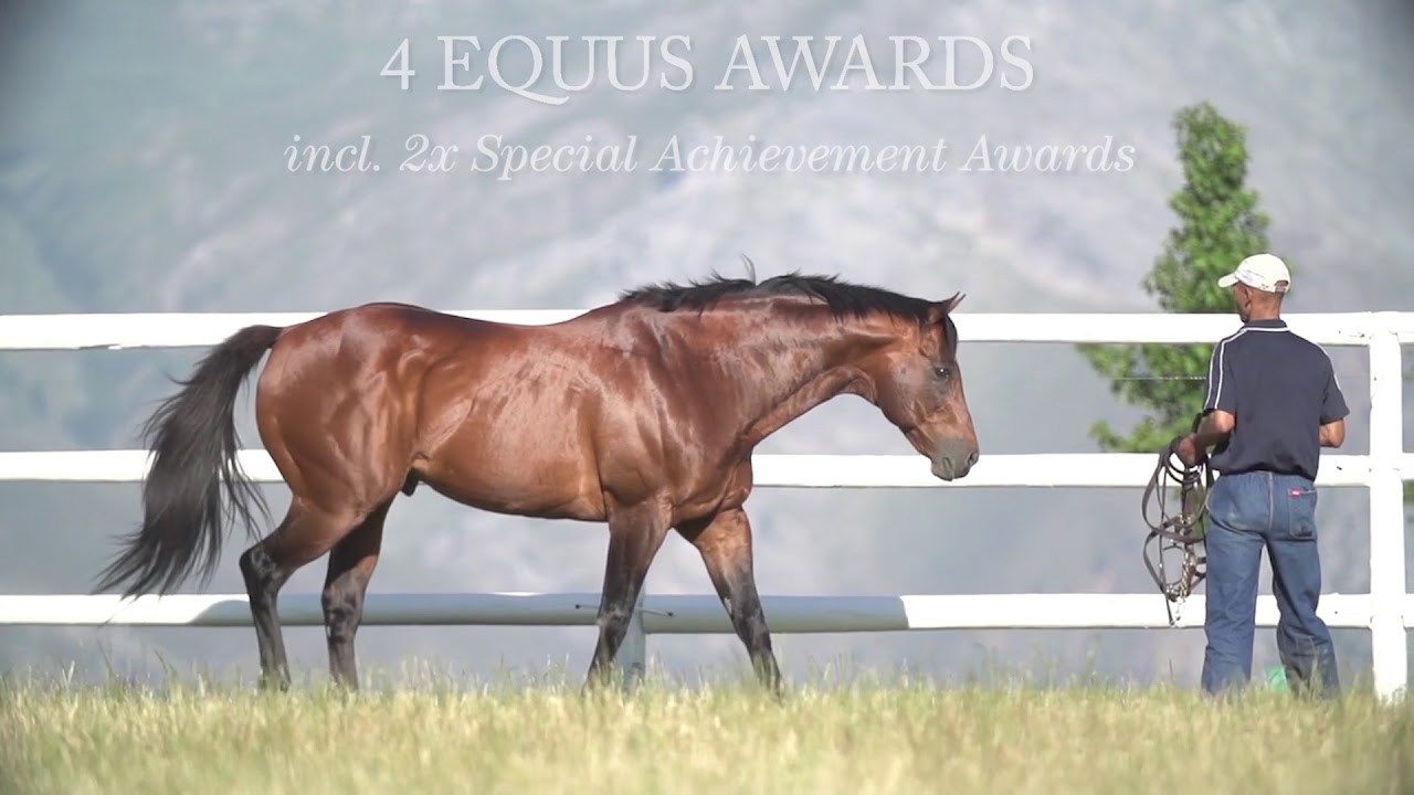 Trippi &ndash; Breeding To Win 2018 (Tellytrack)