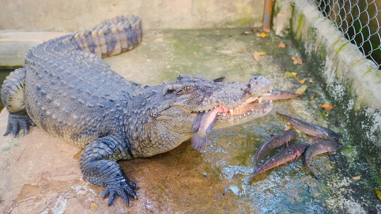Cho c&aacute; sấu v&agrave; cho r&ugrave;a ăn, thăm lại nhện v&agrave; tắc k&egrave;, mời c&aacute;c bạn tham quan nh&agrave; mới 😄