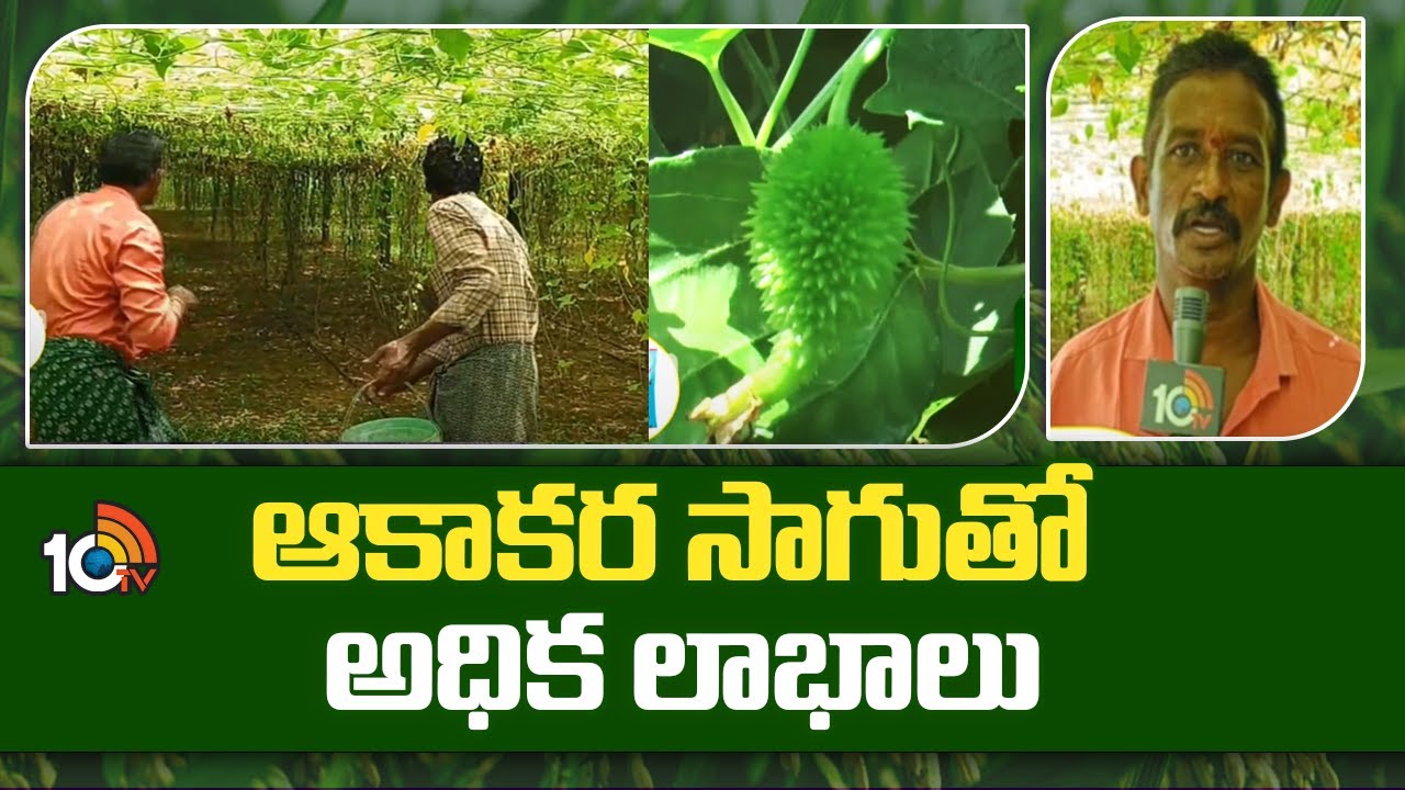 Huge Profits In Boda Kakarakaya Cultivation | ఆకాకర సాగుతో అధిక లాభాలు | Matti Manishi | 10TV