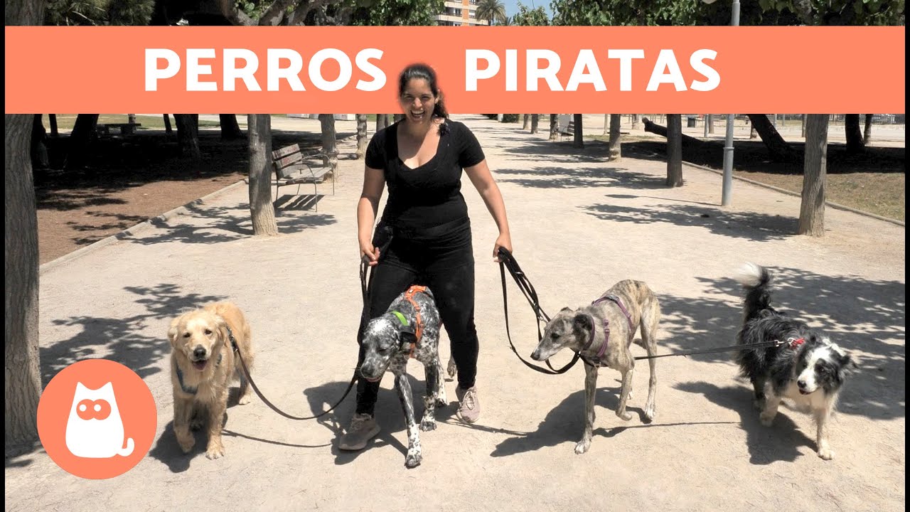 Mejora la RELACIÓN con tu PERRO 🐶 Consejos de PAT Educadora CANINA