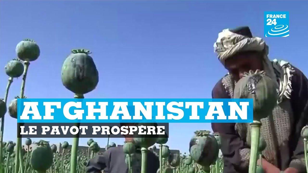 La culture du pavot prosp&egrave;re en Afghanistan