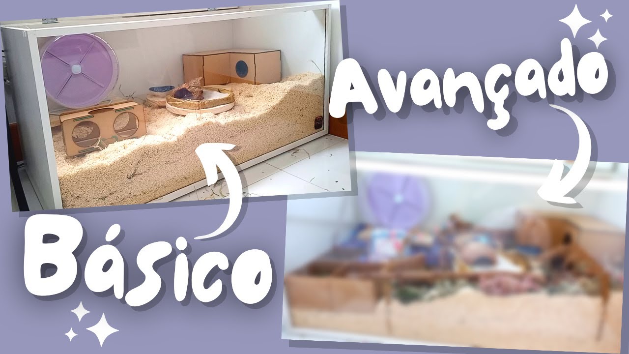Como montar um alojamento PERFEITO para hamster: BÁSICO × AVANÇADO 🐹🤓