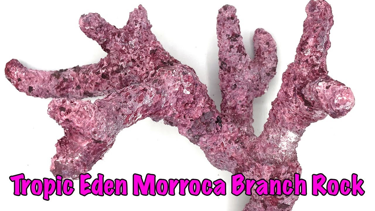 Tropic Eden Morroca Branch Reef Rock