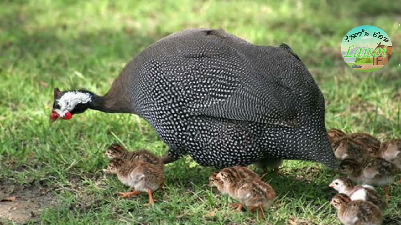 Guineafowl farming in Manipur, Kok-kai yokpa.