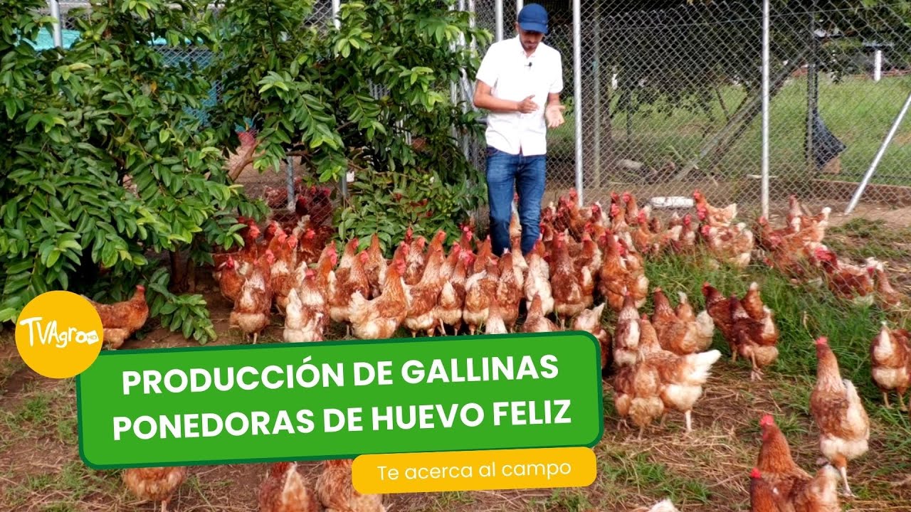 Producción de gallinas ponedoras de huevo feliz - TvAgro por Juan Gonzalo Angel Restrepo