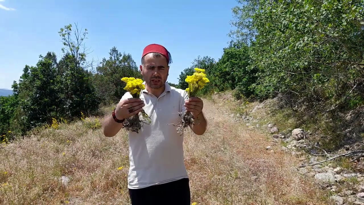 Müthiş Bir Bitki, İltihap Düşmanı, Altınbaş Otu