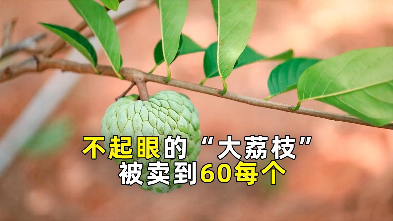 释迦果种植：中国本土种植，让番荔枝价格锐减！