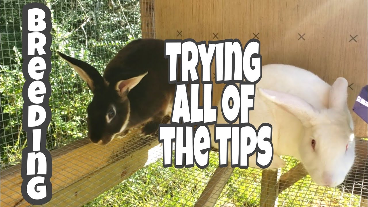 Tips For Rabbits That Won't Breed