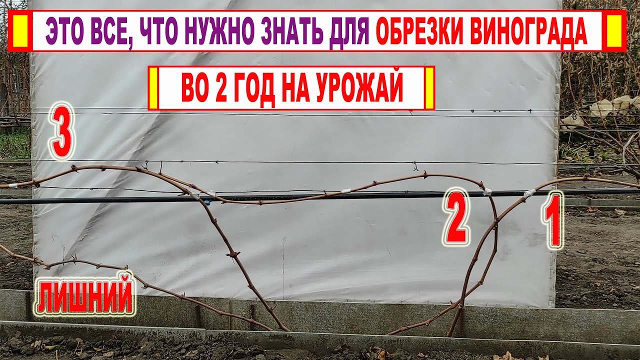 🍇 Хотите УЗНАТЬ КАК ОБРЕЗАТЬ ВИНОГРАД во 2 год на УРОЖАЙ? Вот ВСЕ что нужно знать И БОЛЬШЕ НИЧЕГО!