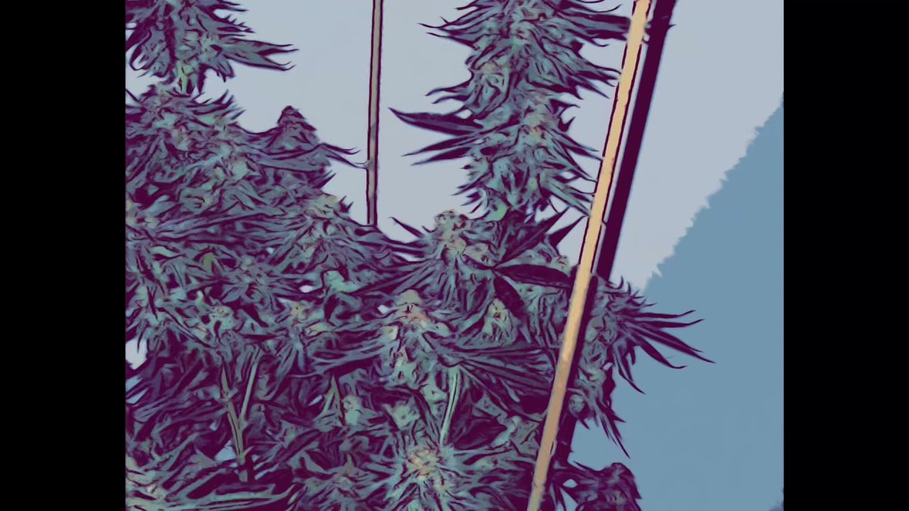 Black Cherry Punch 🍒🍒🍒 Bred by In-house Genetics Sneak Peak