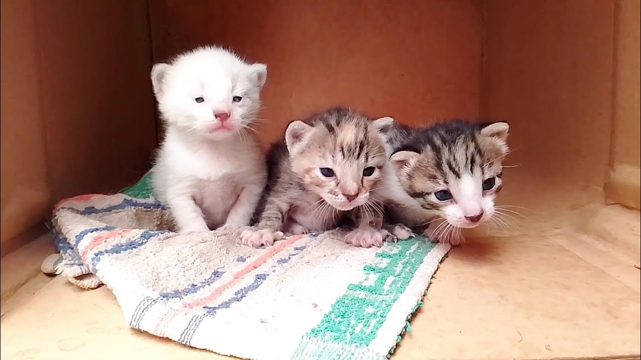 Three kittens have caused the mother cat to become distracted by not getting enough milk