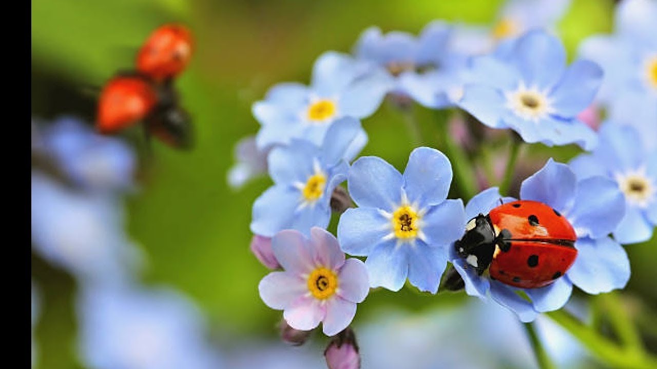FLOWERS of the World GARDEN   Nomeolvides Myosotis scorpioides flower 2023 #50
