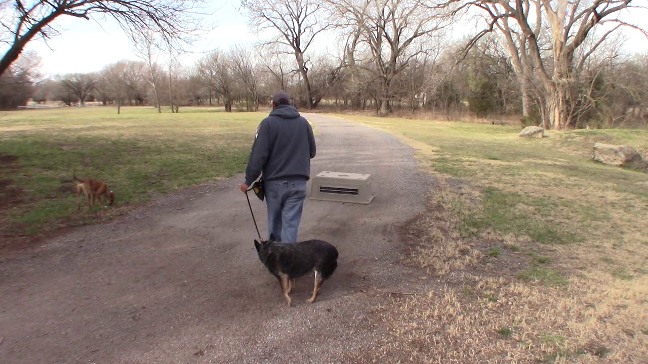 blue heeler nervous aggression work