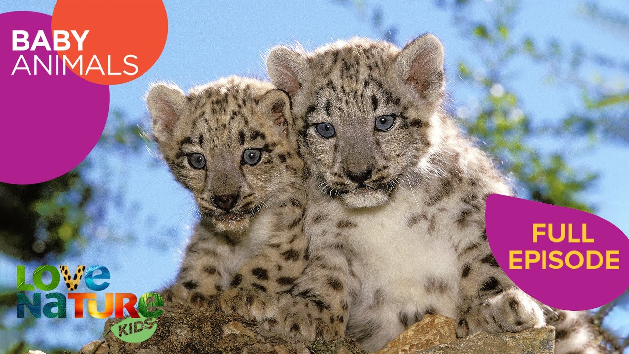 Snow Leopard Sisters: Little Paws, Big Adventures! 🐾 | Baby Animals 203