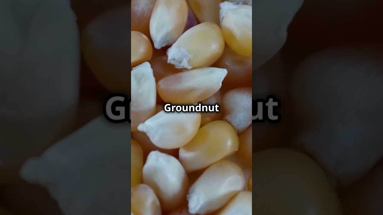 Best Crops to Intercrop with Maize #Intercropping #CompanionPlanting #crops #Organic