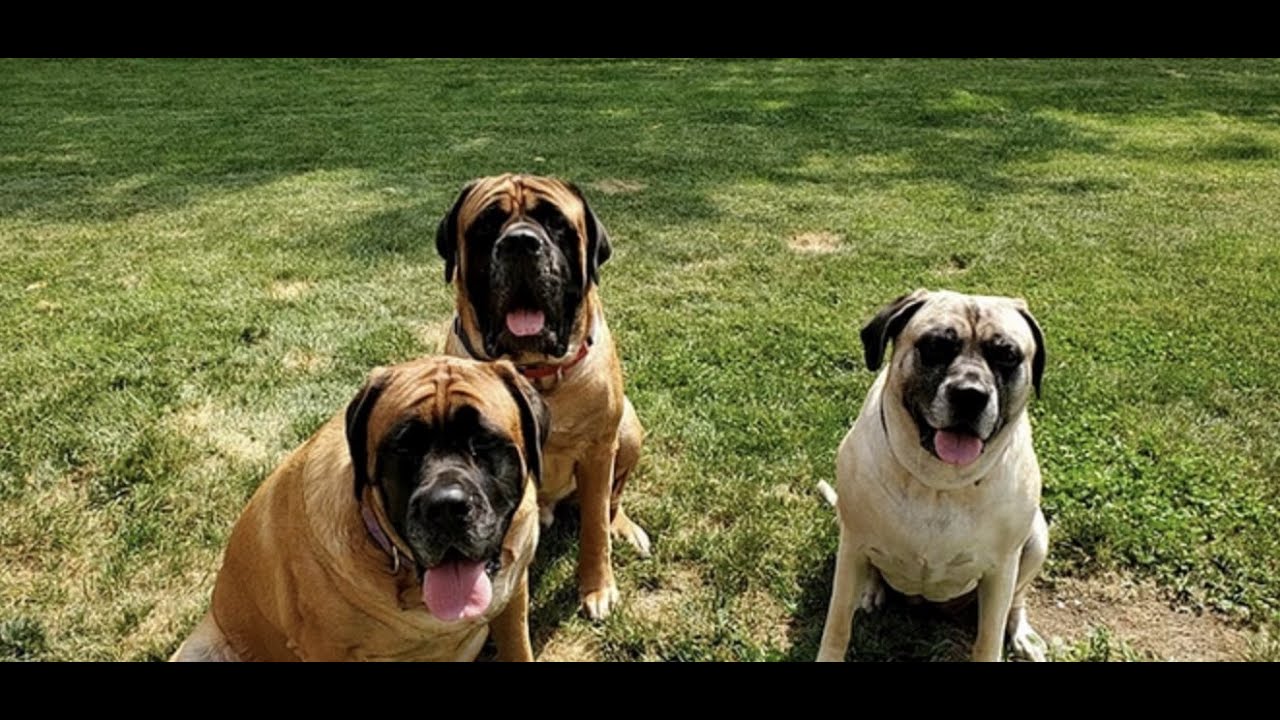 Tom Dock: When dogs overdose