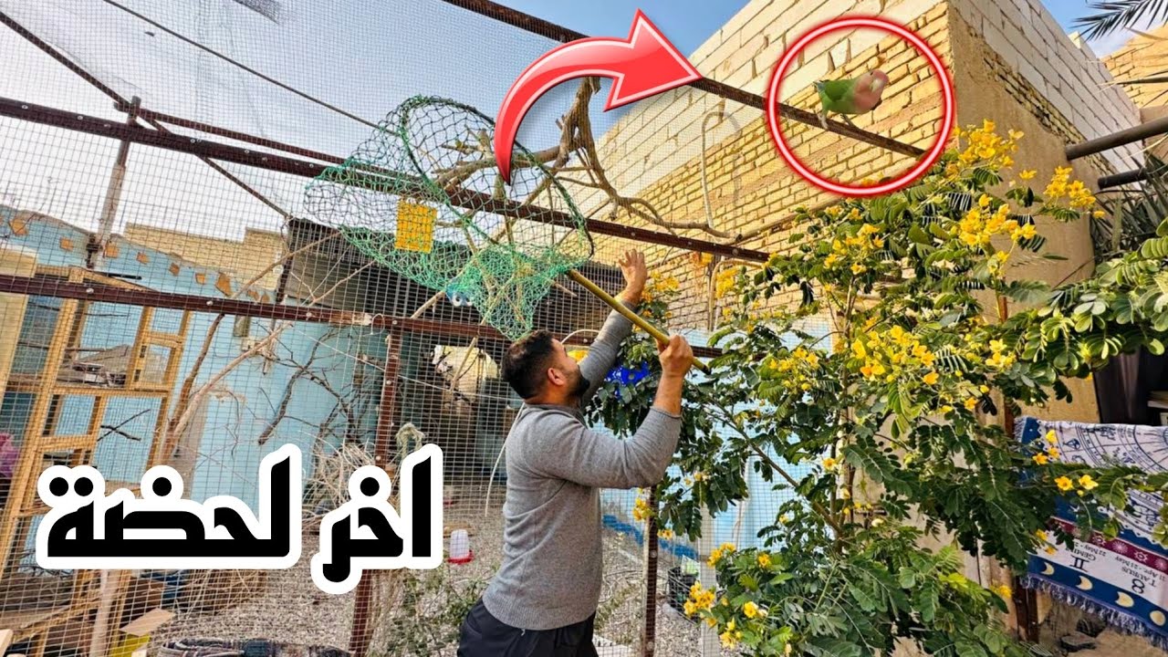 لحضات تحبس الانفاس لصيد طائر غريب :!!😱
