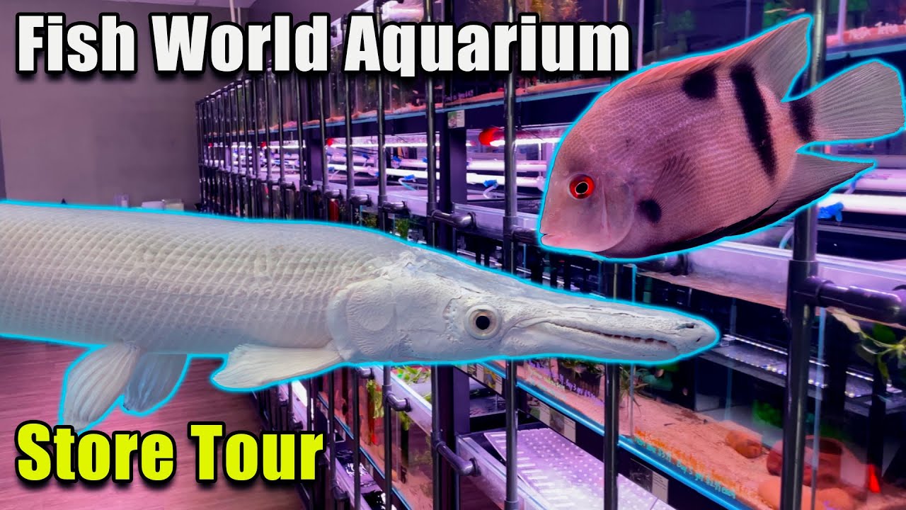 A Store Packed With Rare Fish! Fish World Aquarium Store Tour