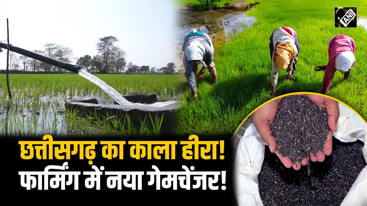 Chhattisgarh का काला हीरा: खेतों से उठ रही Black Rice की नई क्रांति