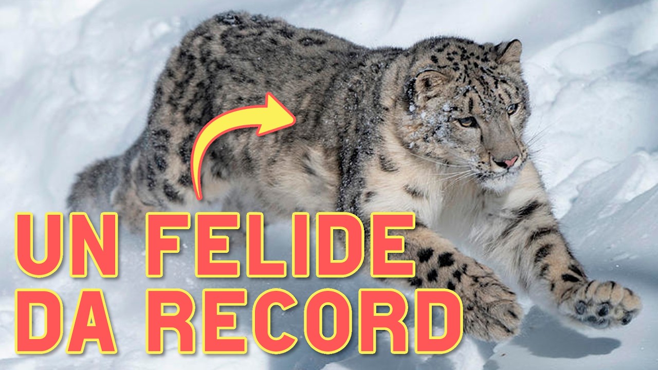 il Leopardo delle Nevi: il misterioso predatore fantasma