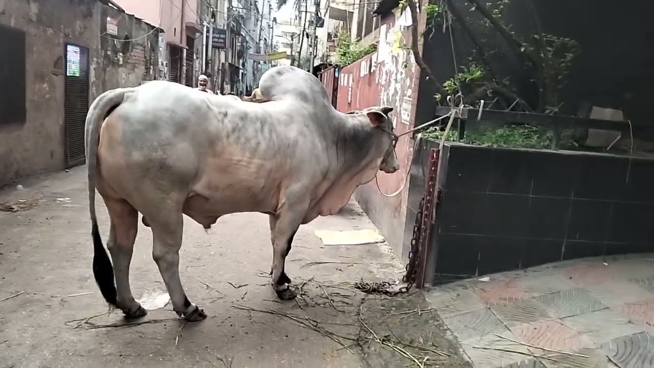 Komolapur goru chagoler hat থেকে আনা ৫ লাখ টাকা দিয়ে আনা হয়েছিলো ❤️❤️
