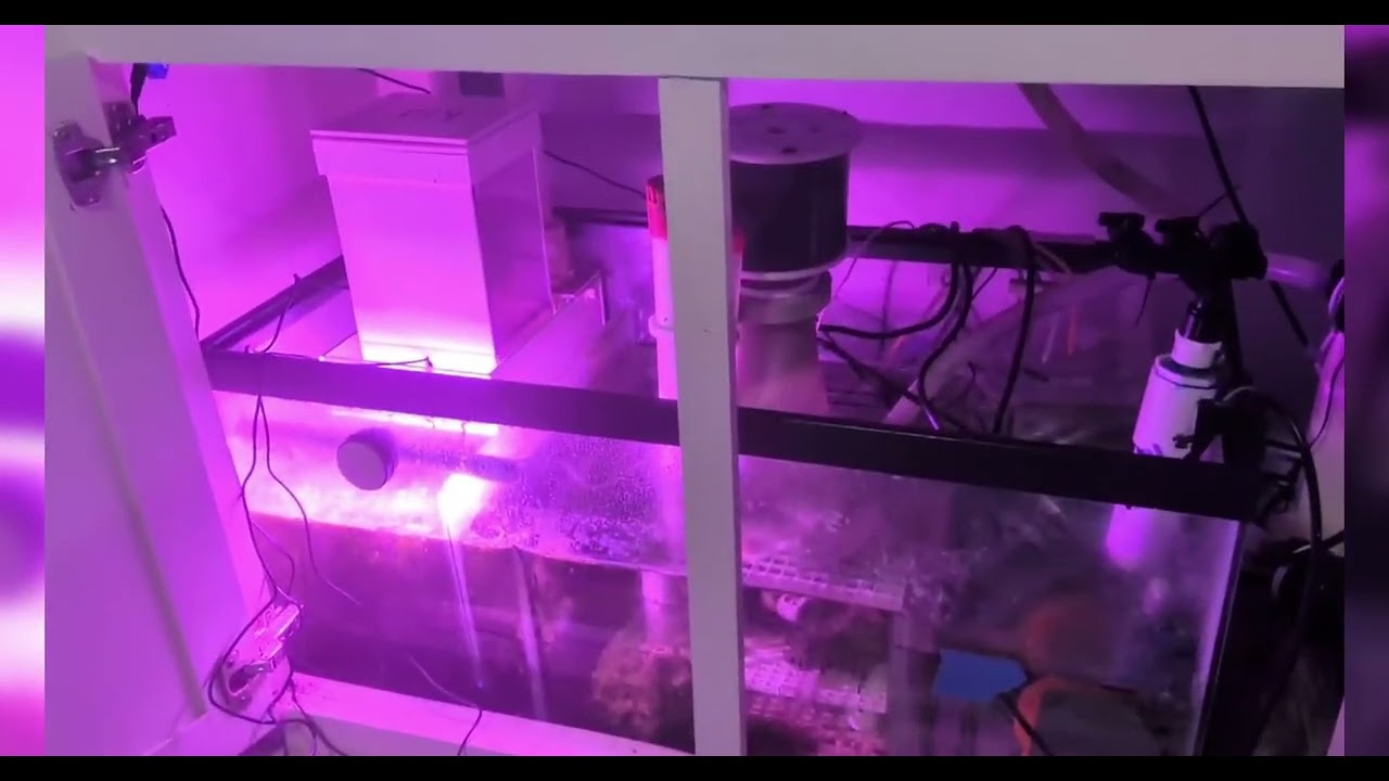 Build With Me: Saltwater Sump