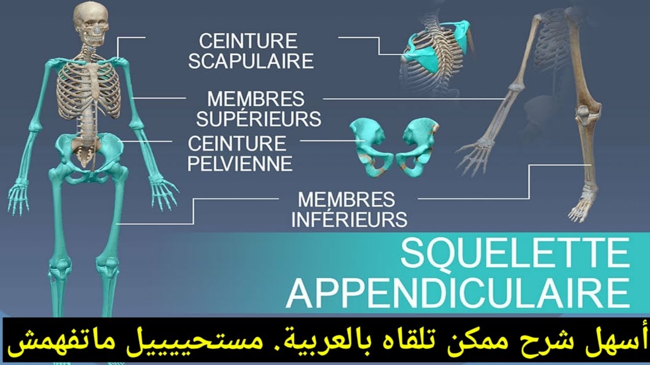 Le squelette appendiculaire : anatomie du squelette humain