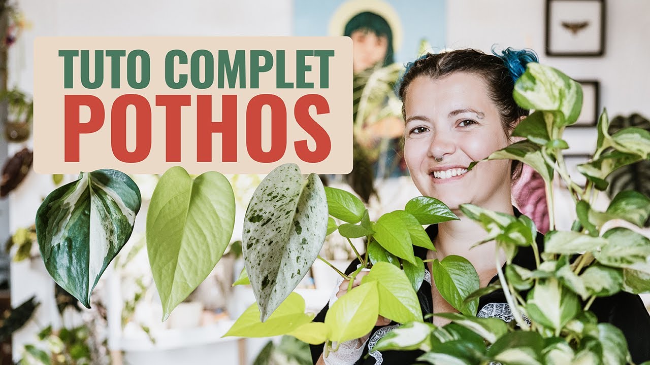 🪴 Comment on s'occupe d'un Pothos ? Tous mes secrets ! 🤫 🌱