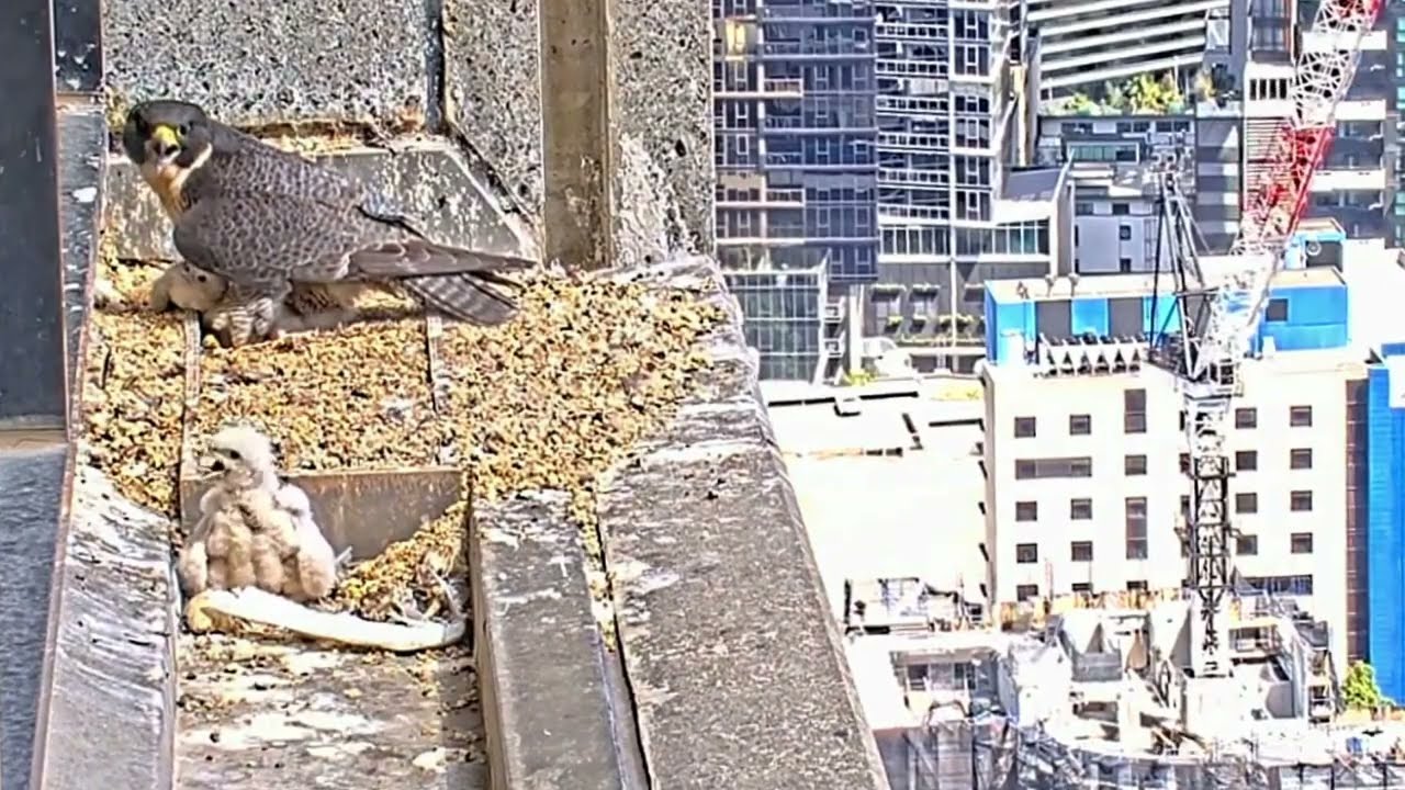 #falcon CAM3#65 mother birds brings food to feed her chicks in the nest, Falcon babies feeding