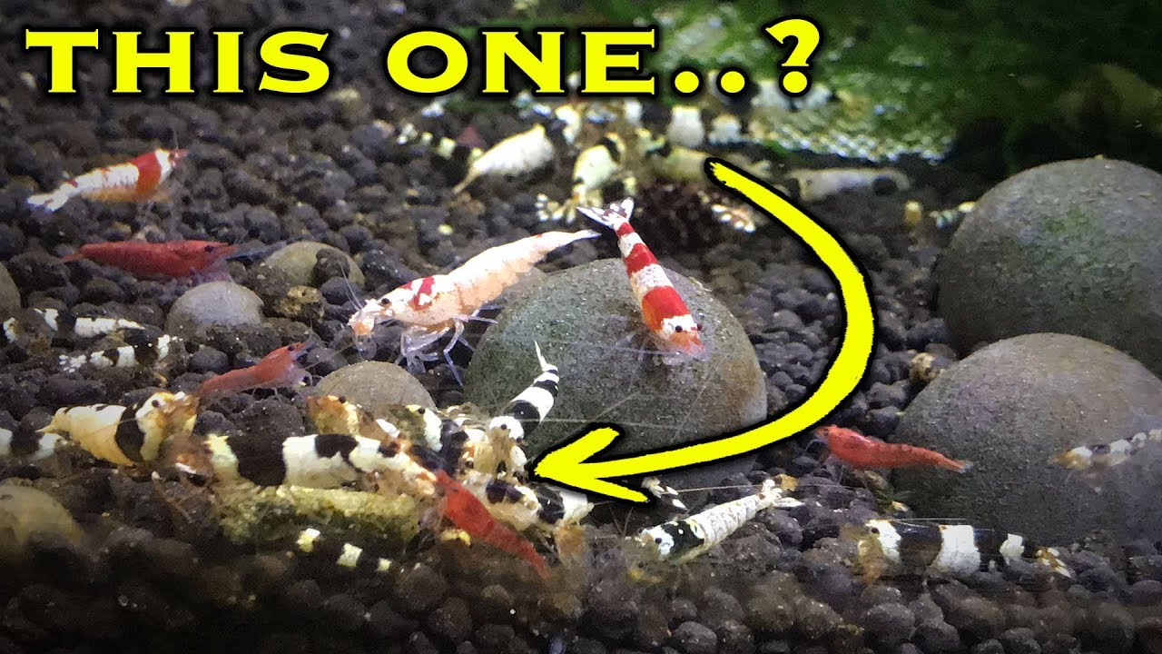 How To Cull Shrimp and Why..