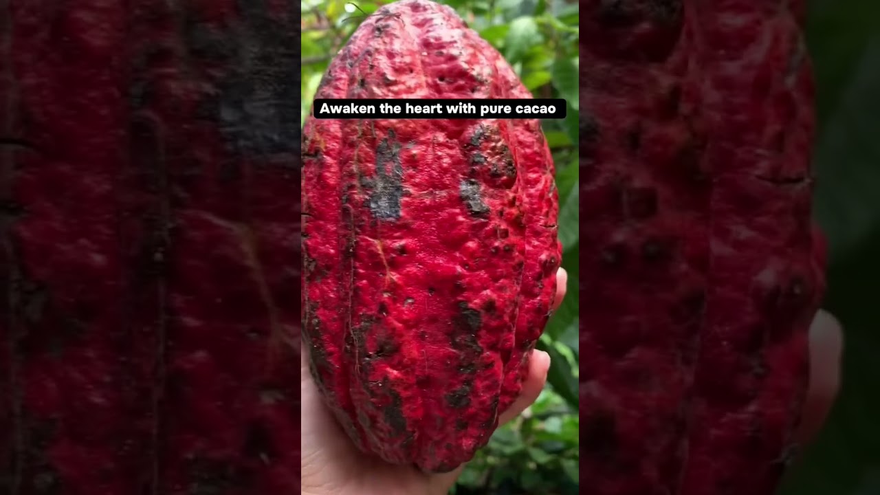 Cacao Ceremony known by our ancestors🤍 