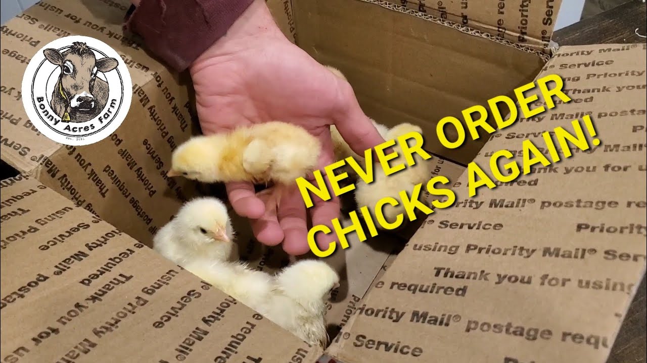 Hatching All of Our Own Meat Chickens