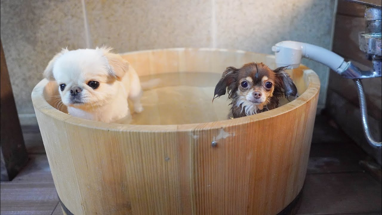 犬も入れる箱根温泉旅行に行ってきました