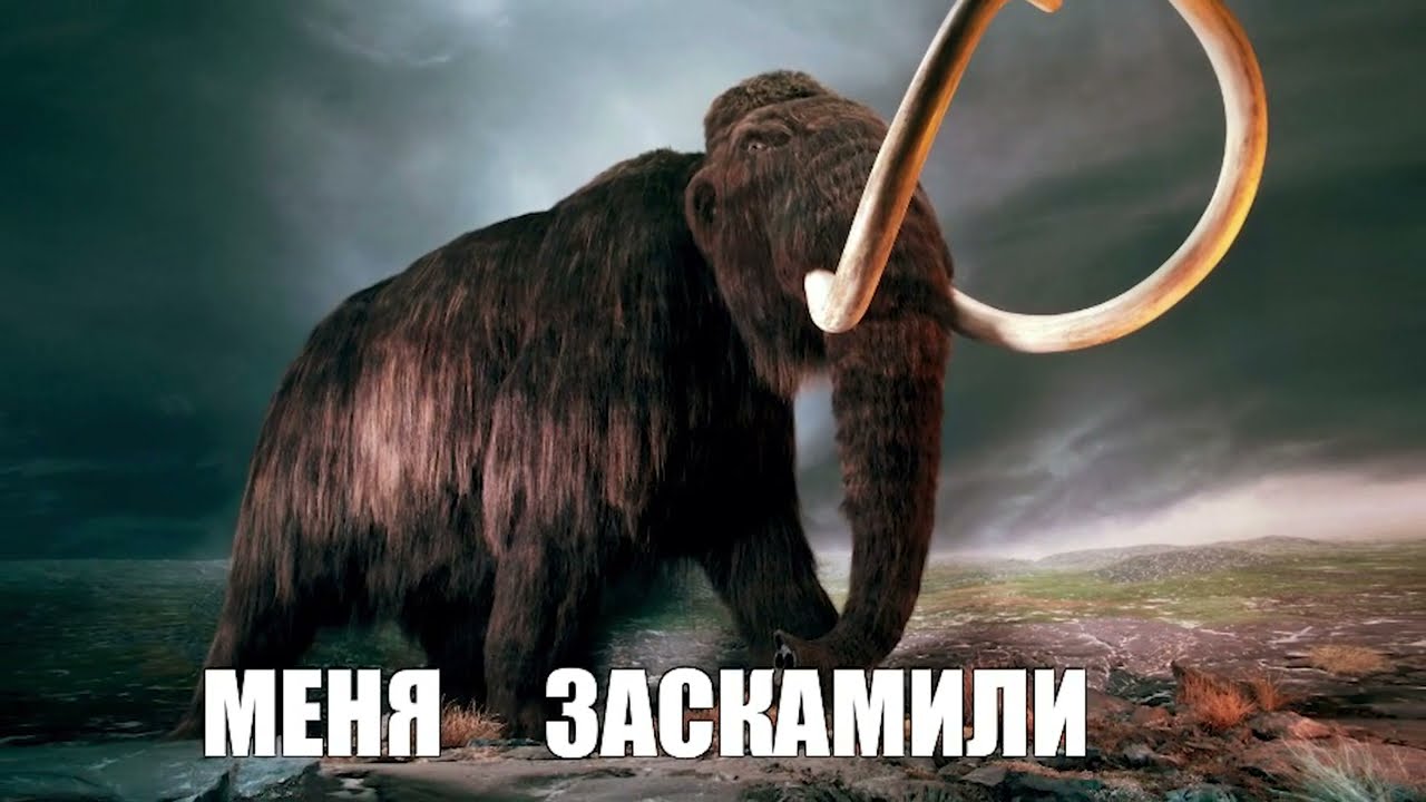 ЗАСКАМИЛ МАМОНТА &mdash; ОТКУДА МЕМ?