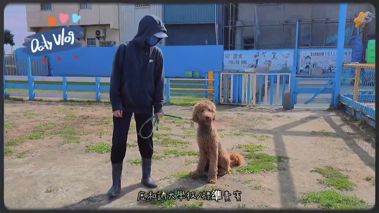 標準貴賓犬，這種狗狗算是大型犬，動作力量都跟黃金獵犬一樣，要是沒有好好教育牠的服從訓練，未來的相處日子，真的會很吃力^_^#我是標準貴賓犬#鹿和訓犬學校我來報到了