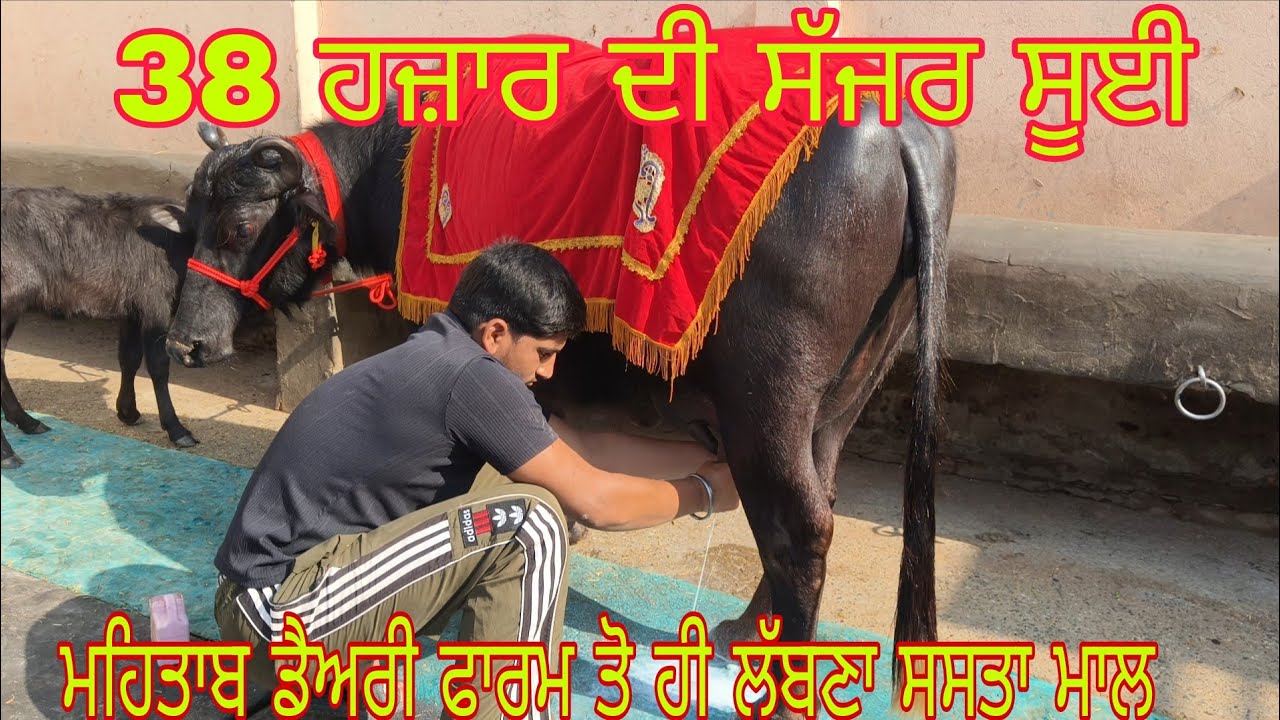 ਫੋਨ ਨੰਬਰ 95926=60561 ਸੱਜਰ ਸੁਈਆ ਝੋਟੀਆਂ ਤੇ ਵੇਹੜਾ 