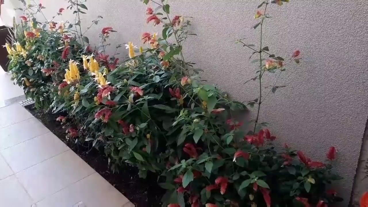 Camarão vermelho e amarelo-uma combinação perfeito