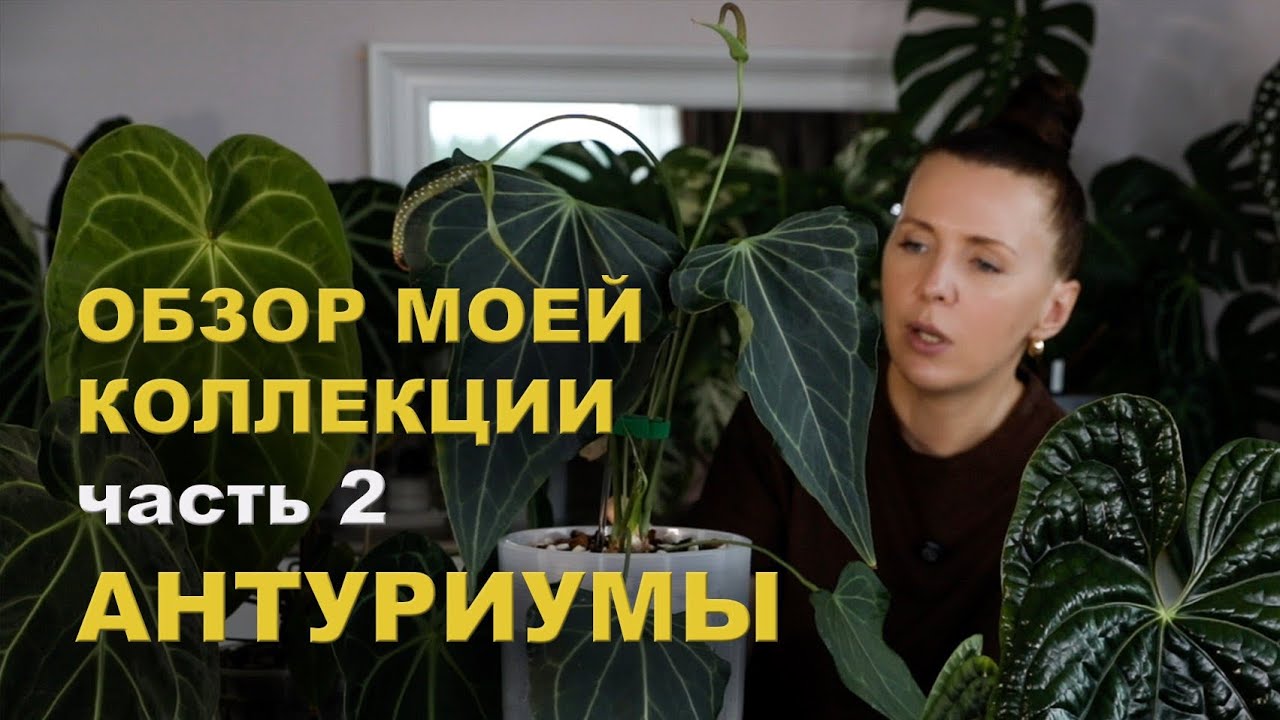 МОИ декоративнолистные АНТУРУМЫ/ Обзор ЧАСТИ МОЕЙ КОЛЛЕКЦИИ/ 