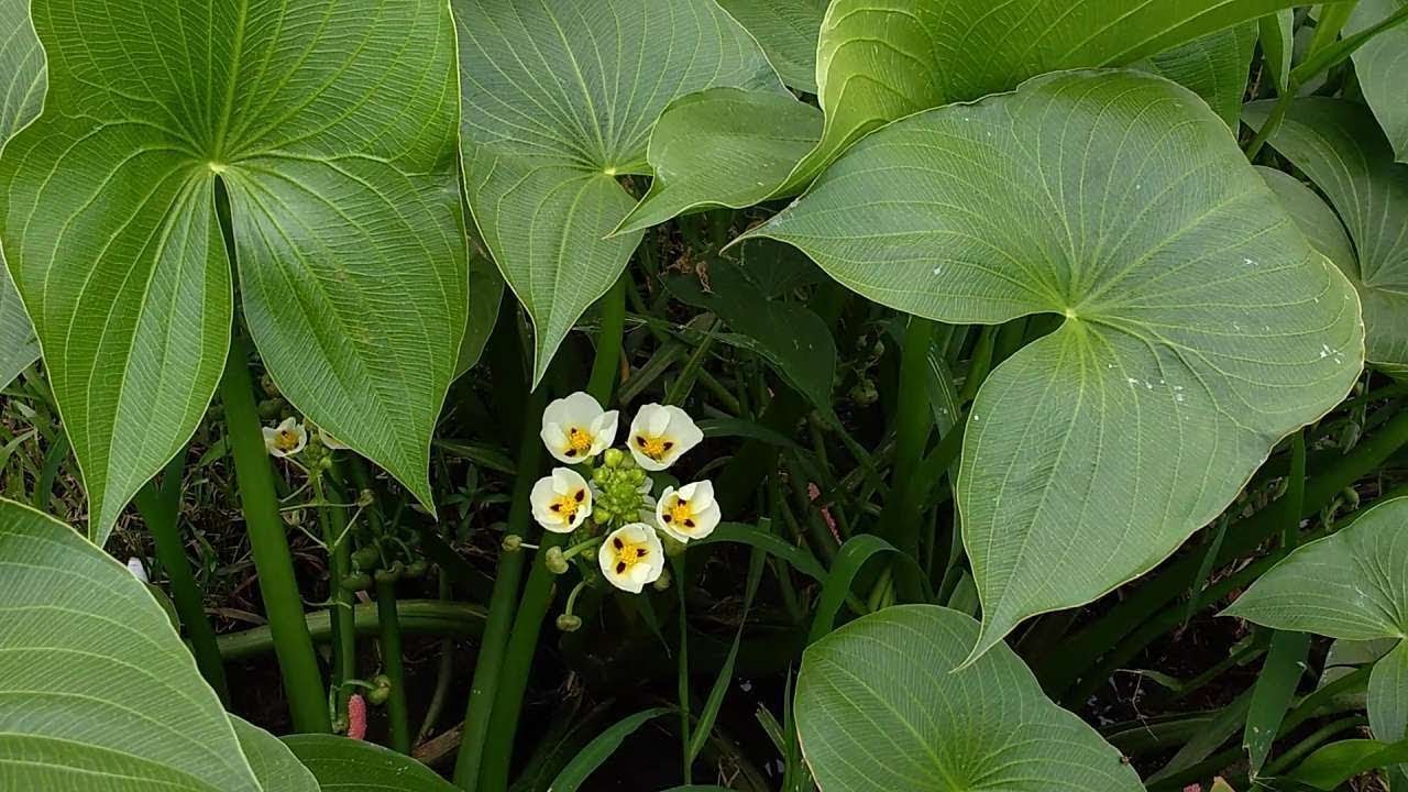 Sagittaria Montevidensis (aquatic plant)