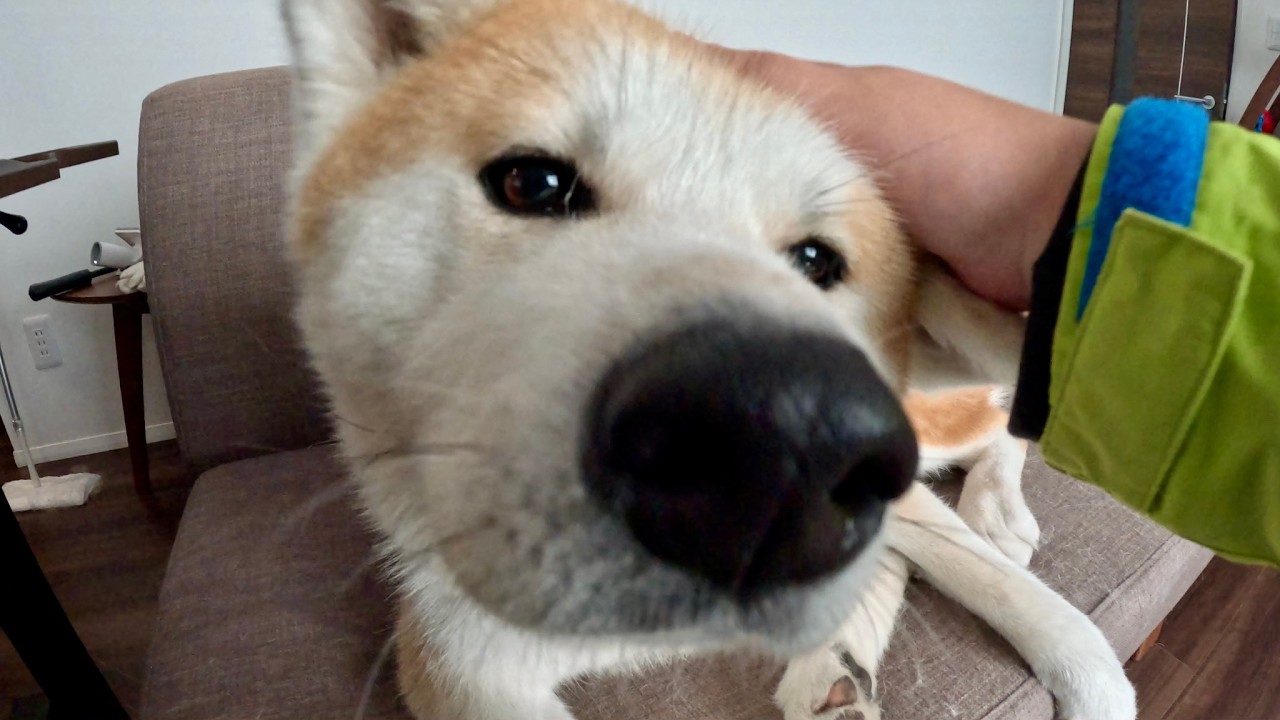 【秋田犬】暇そうなので触ってみる動画