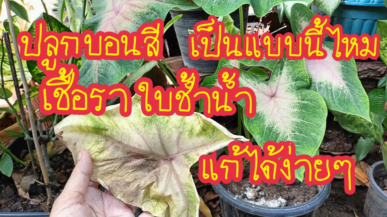 เคล็ดลับ!!บอนสีเป็นเชื้อรา ใบช้ำน้ำแก้ได้ง่ายๆ มีใบสีสวยแตกกอเหมือนเดิม สาคู channel by แม่จิ๋ม