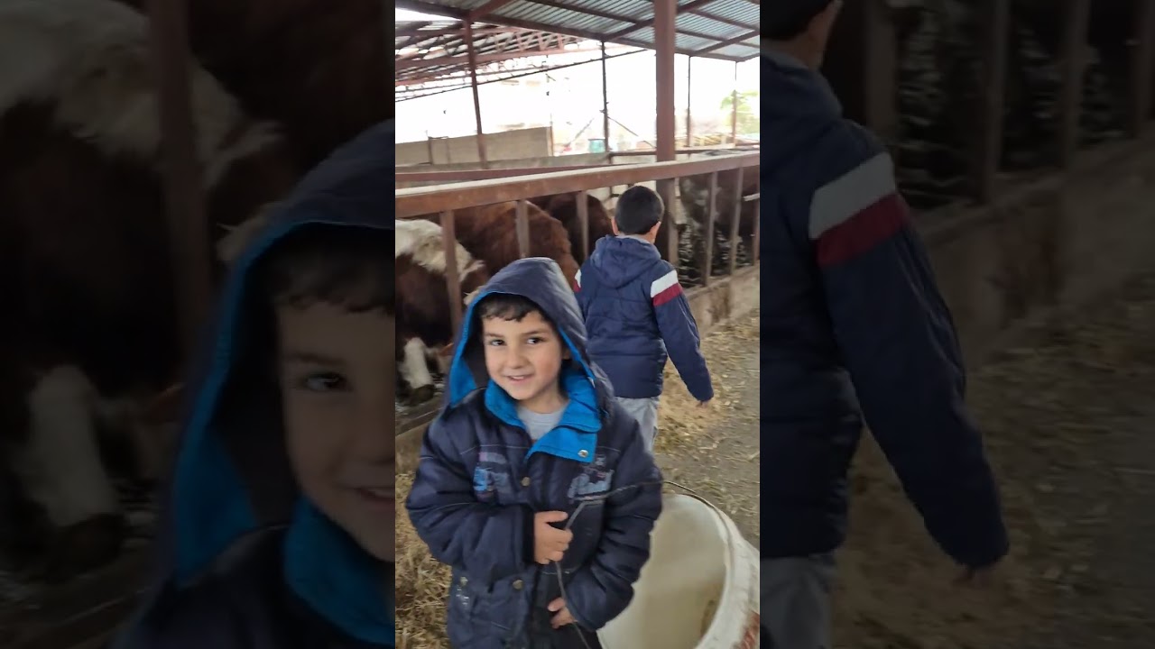 Ulusoy simental çiftliği akşam işlerimiz